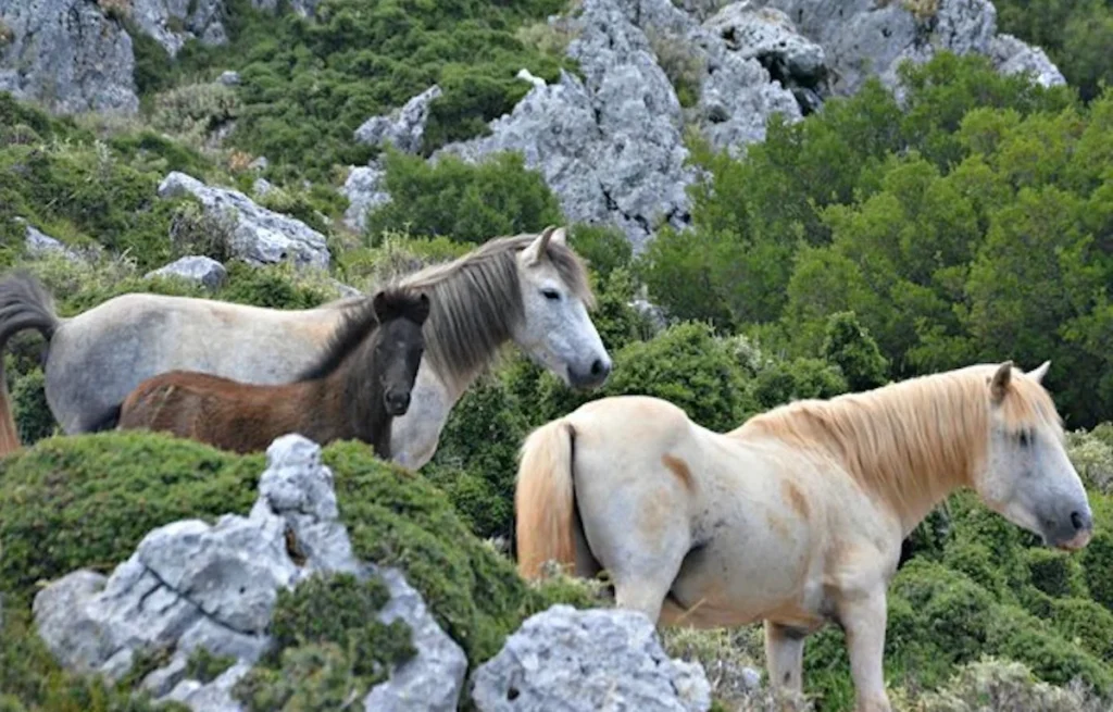 A small herd of wild horses grazing on the rocky, forested slopes of Mount Enos in Kefalonia, surrounded by rare black fir trees.