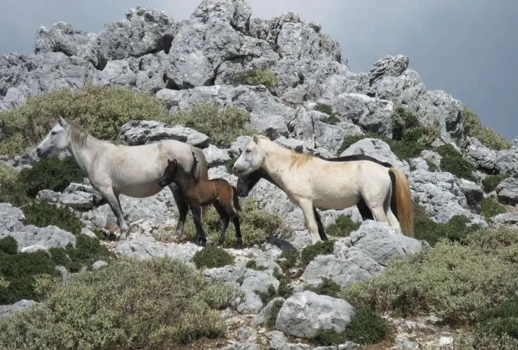 Wild Horses on Rocky Mount Ainos