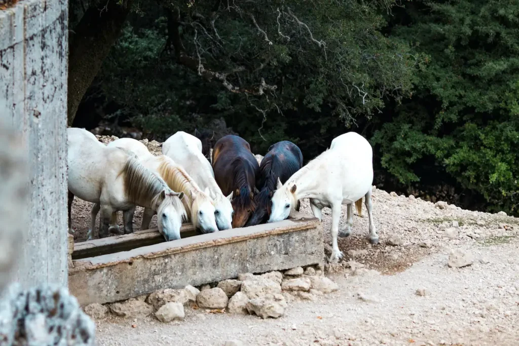 wild horses of Mount Ainos drinking water from a trough at a mountain monastery in Kefalonia.