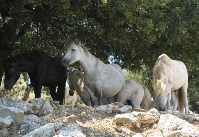 A group of wild horses from Mount Enos resting in the shade of a large Greek fir tree.