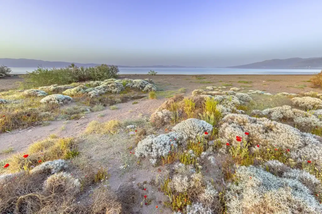 A vibrant, eye-level view of a meadow filled with wild red poppies and yellow daisies in the Alykes salt pans.