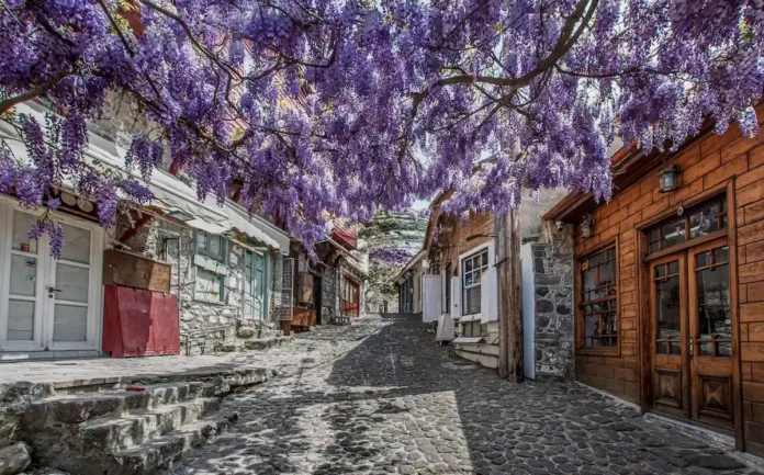 Traditional stone-paved alleyway in Molyvos, Lesbos, featuring a canopy of vibrant purple wisteria flowers overhanging a narrow street with rustic wooden shutters.