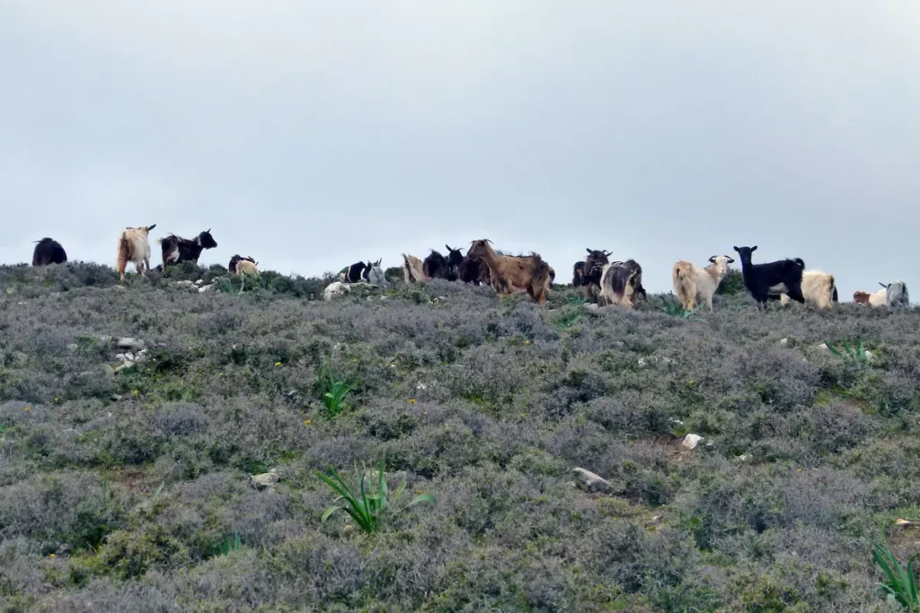 A small herd of free-range goats grazing on the hilly pastures of Tinos, surrounded by natural wild herbs and the Aegean Sea.