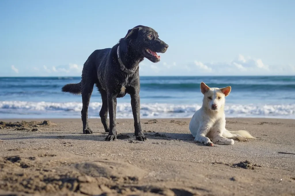 Two large dogs on an empty sandy beach without leashes during the early morning hours.