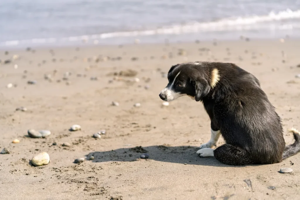 A close-up portrait of a black dog sitting on the sand, looking up at the camera.