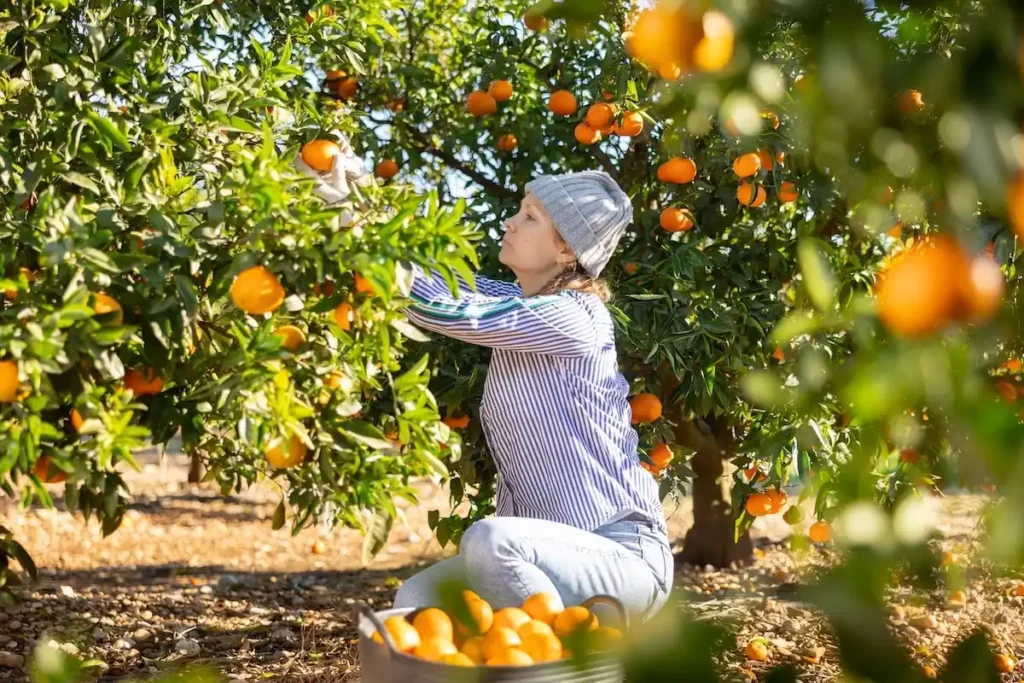 A local farmer harvesting fresh mandarins in a Greek citrus grove.