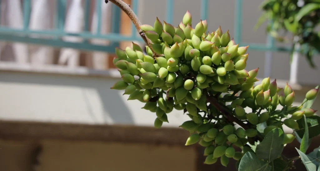 A close-up of a bunch of fresh Aegina pistachios (Fistiki Aiginis) on a branch.