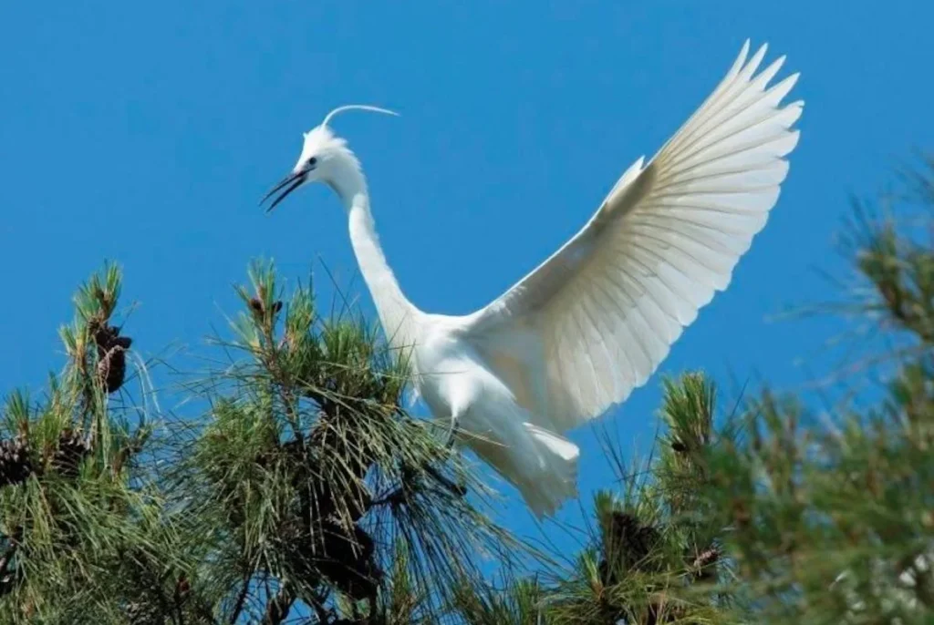 A Little Egret with white plumage and black legs standing in the shallow marsh waters of the Nestos Delta.
