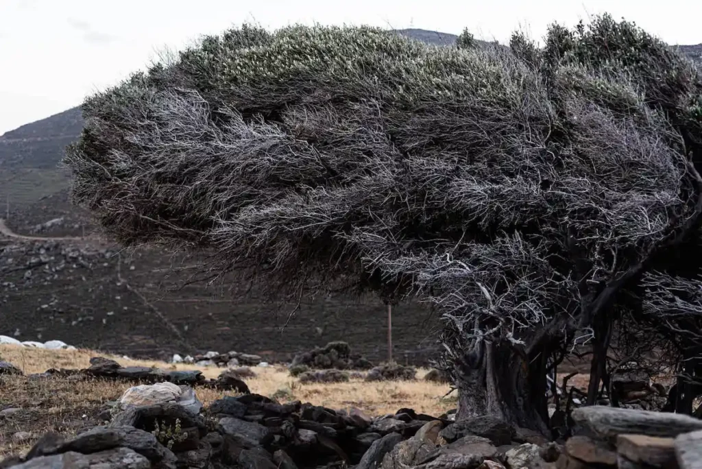 A solitary tree on Tinos with branches permanently bent in one direction by the force of the northern Aegean winds.