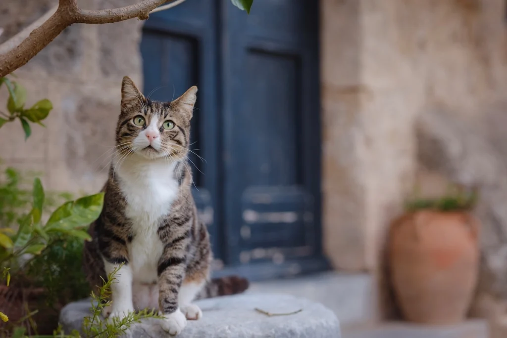 A solitary cat sitting patiently in front of a traditional weathered blue wooden door in a Greek island village.