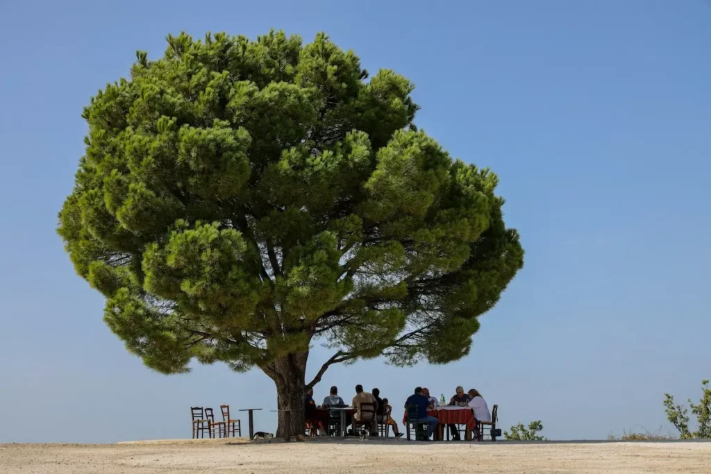 People enjoying an outdoor meal seated at tables beneath an enormous tree in Crete.