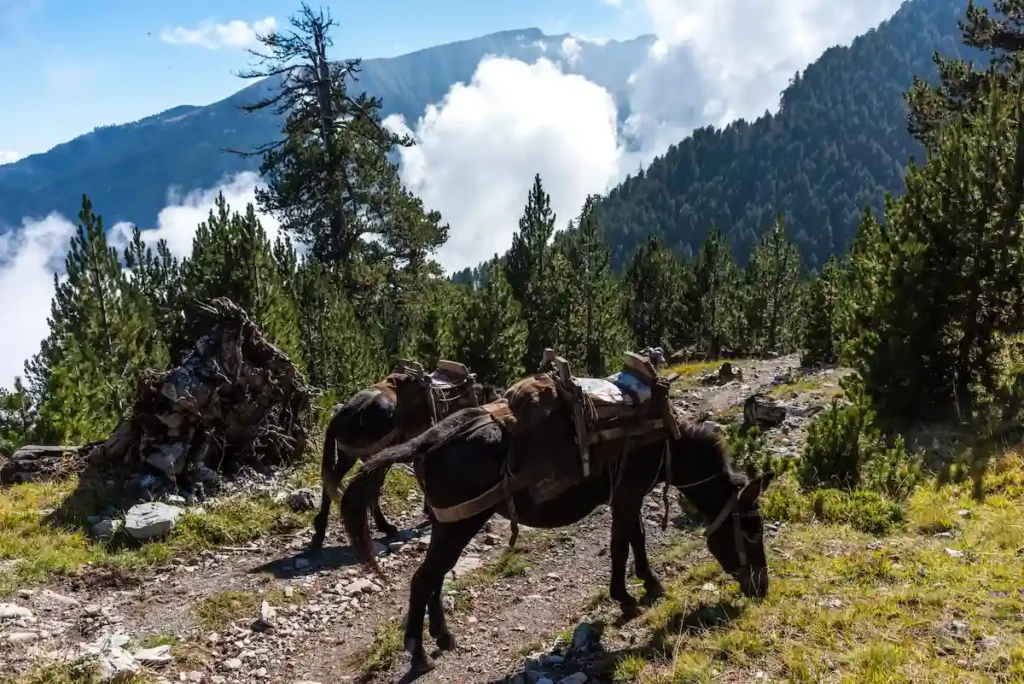 Two mules resting and grazing on mountain herbs alongside a stone path on Mount Olympus.