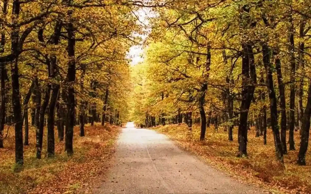 A narrow road passing through tall trees in the dense Foloi oak forest.