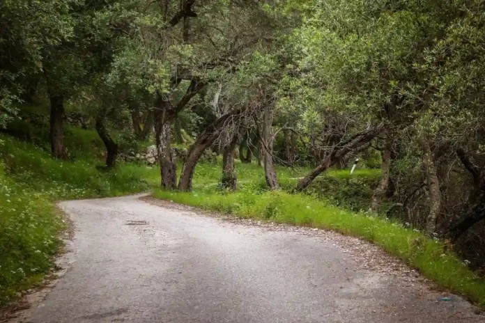 Narrow unpaved rural road flanked by olive groves under clear blue sky in rural Greece